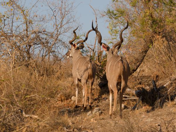Grote koedoe (Tragelaphus strepsiceros)